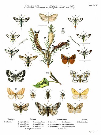 Bericht über Metamorphose von Raupen zu Schmetterlingen